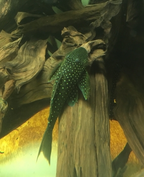Blauer Phantomwels L128, Hemiancistrus spec. L 128, 14 cm